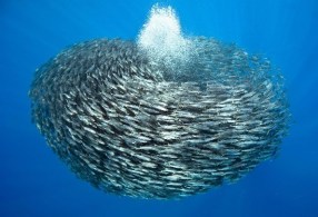 peces